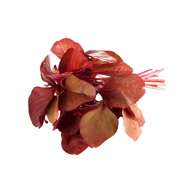 Red Amaranthus Leaves (Dantu Soppu)