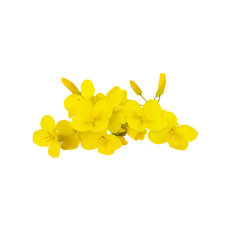 Tangedu Flower (Thangedu Poolu)