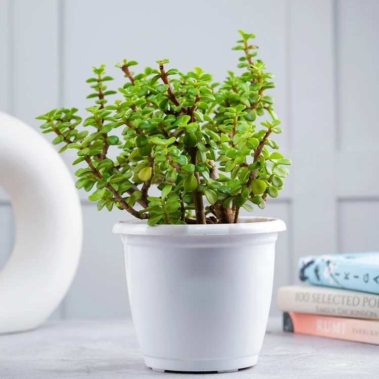 Nurturing Green 4.5 Inch Jade Plant in White Plastic Pot