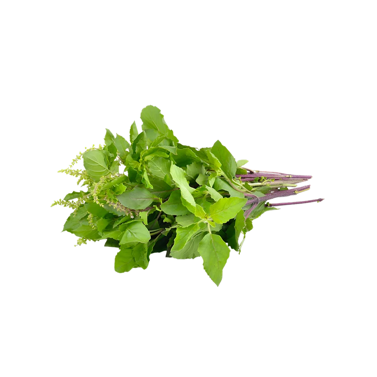 Holy Tulsi (Tulsi Soppu)