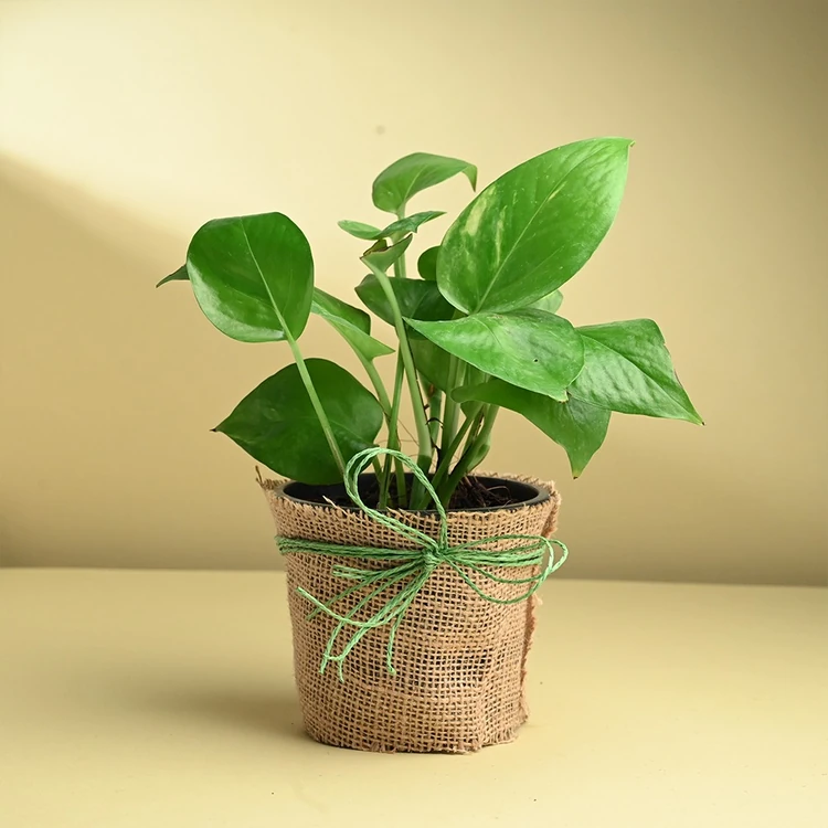 FlowerAura Money Plant In Jute Pot