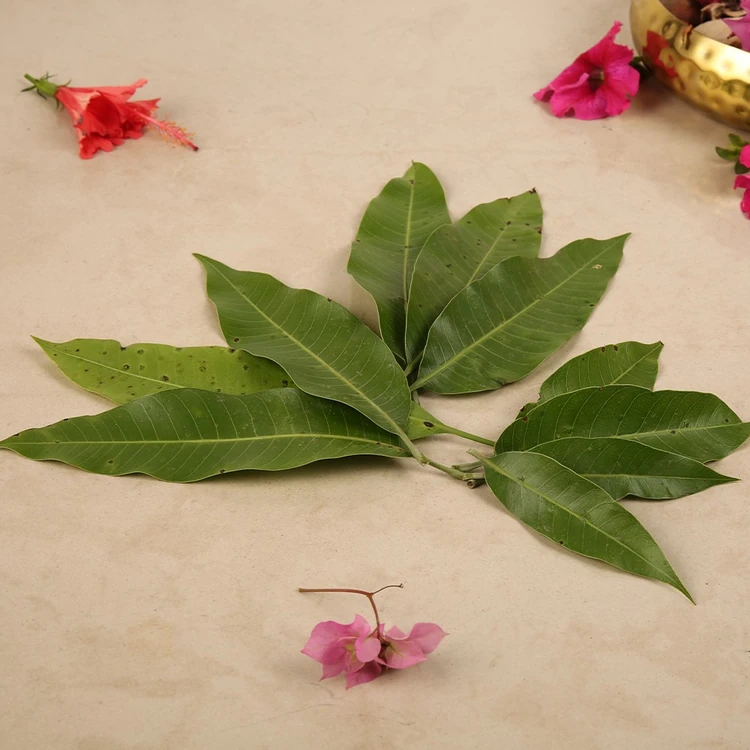 CC Mango Leaves by Freshbury (Maavina Ele)