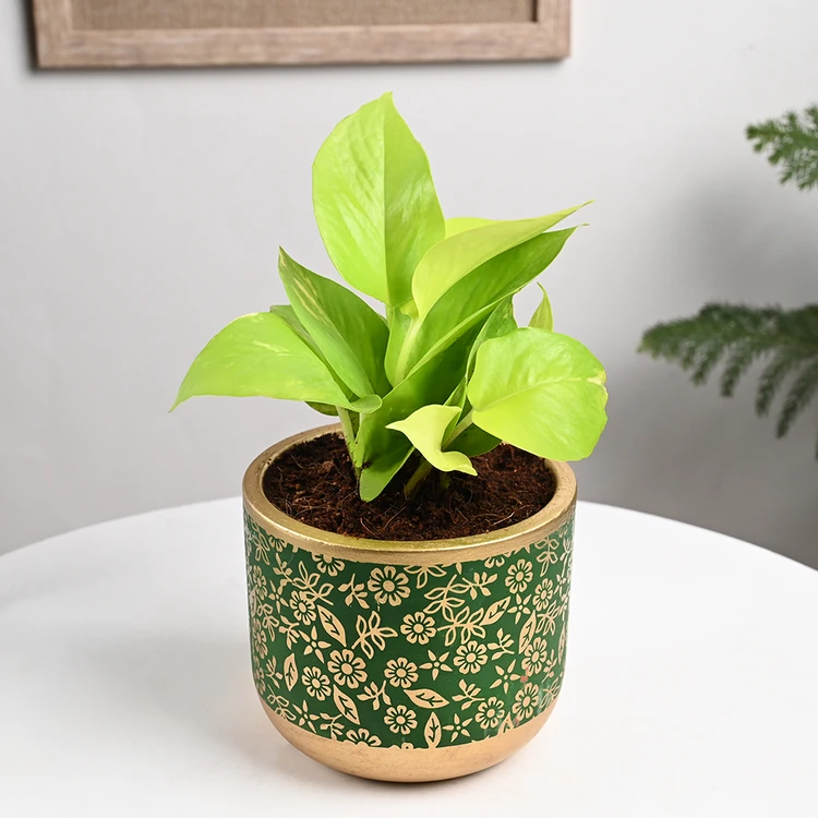 FlowerAura Golden Money Plant with Designer Pot