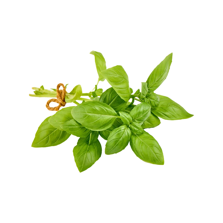 Italian Basil by Deep Rooted (Tulasi Yelegalu)