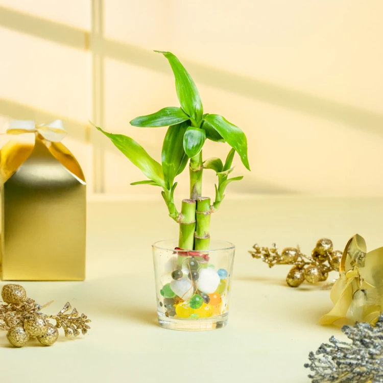 Nurturing Green 3-Stem Bamboo Plant in Glass Pot