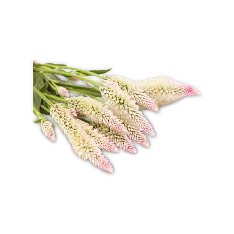 White Celosia Flower (Gunugu Poolu)