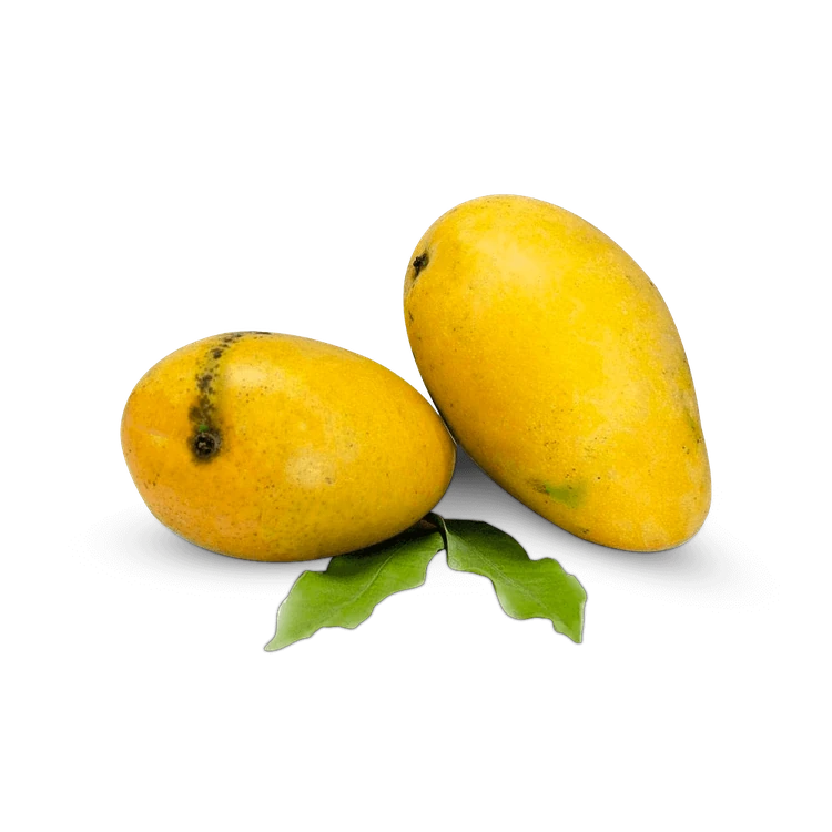 Safeda Mango (1.2 kg) (Maavina Hannu)