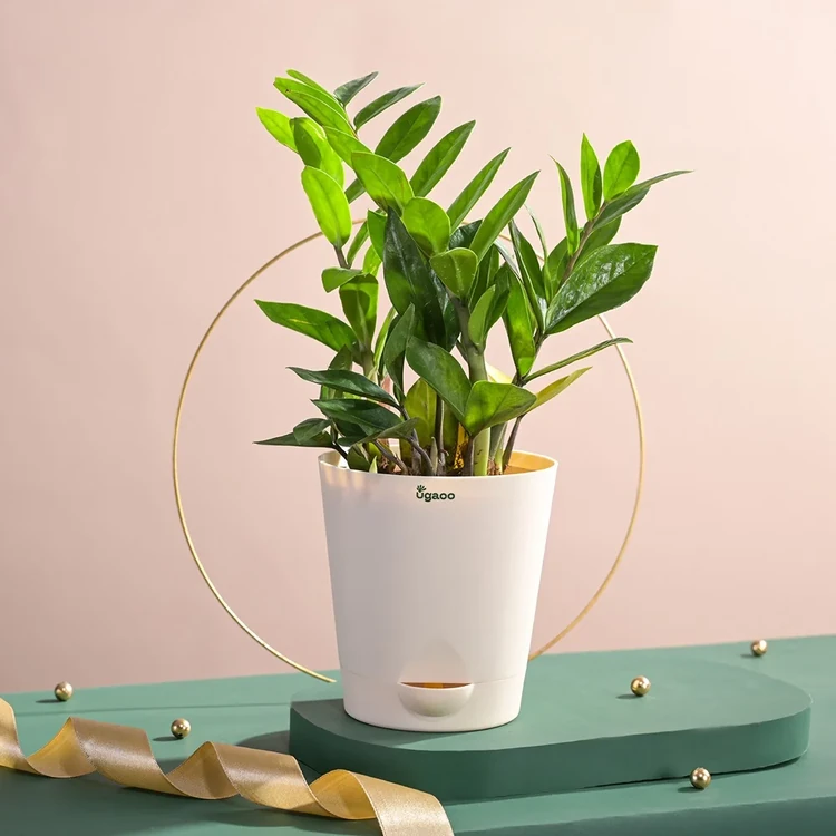 Ugaoo ZZ Premium Plant with Self Watering Pot