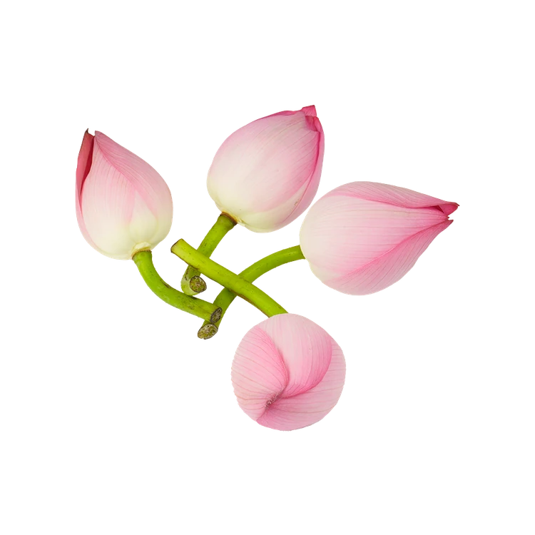 Lotus Flower Special Offer (Tavare Hoovu)