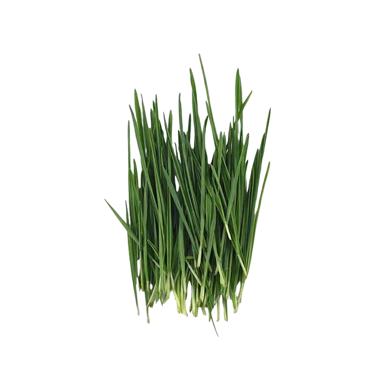 Microgreen Wheat Grass