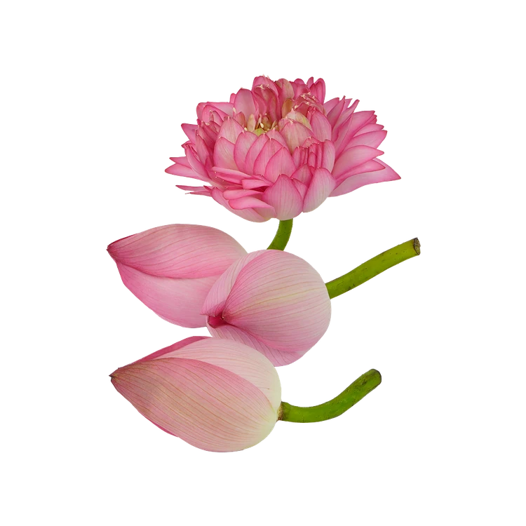 Lotus Flower Special Offer