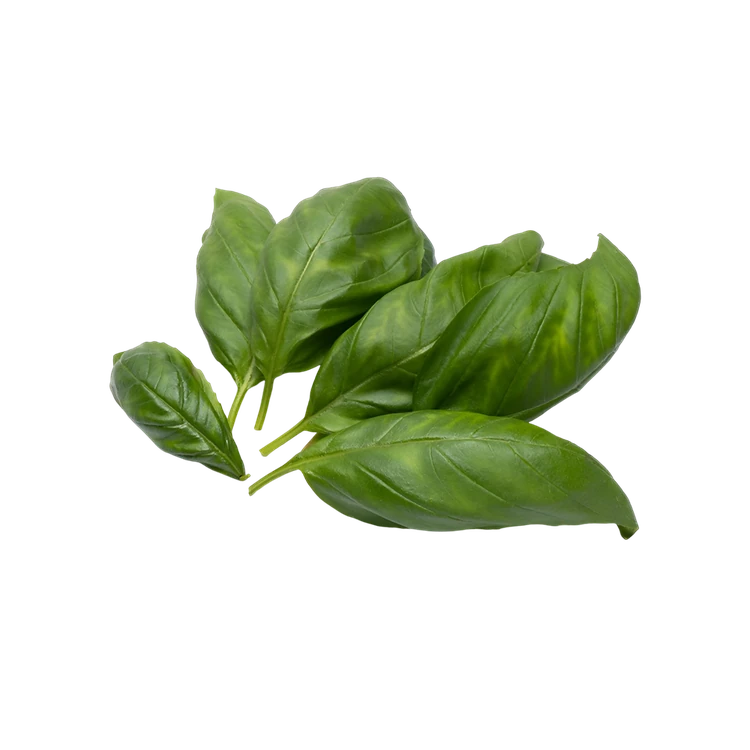 Basil Leaves - Hydroponically Grown (Tulasi Yelegalu)