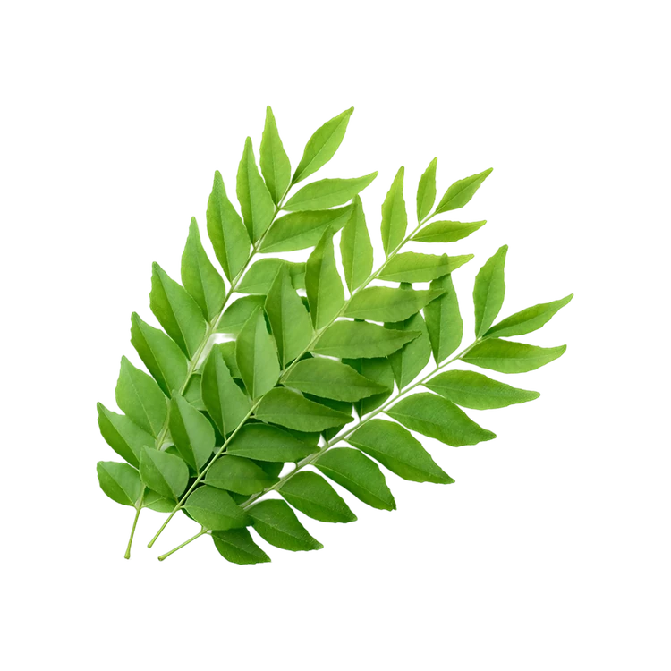 Curry Leaves (Karibevina Soppu)