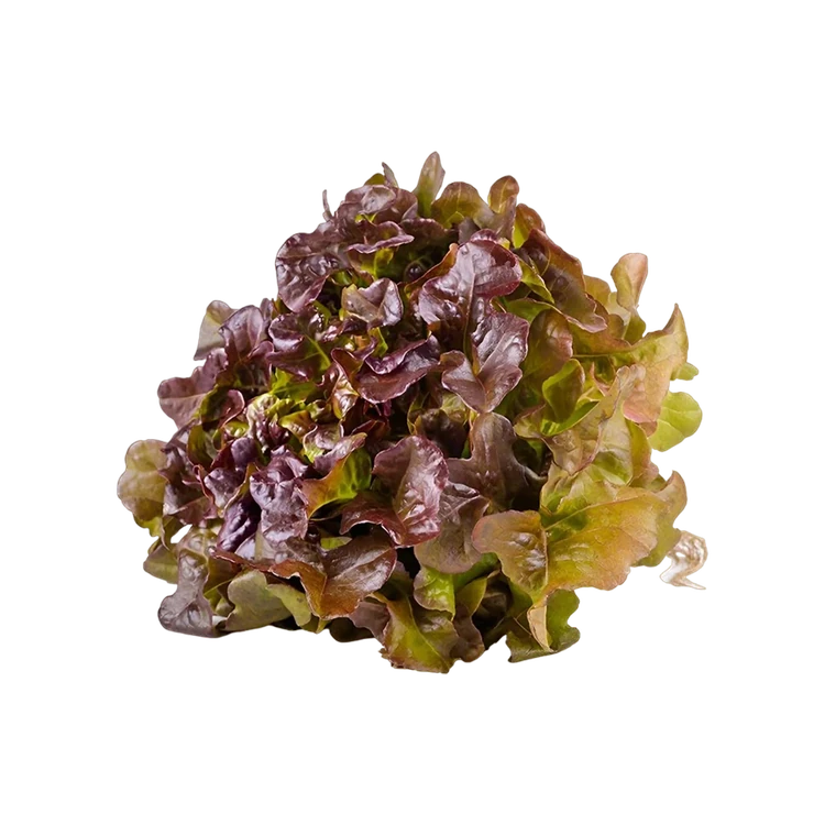 Red Oak Leaves (Soppu)