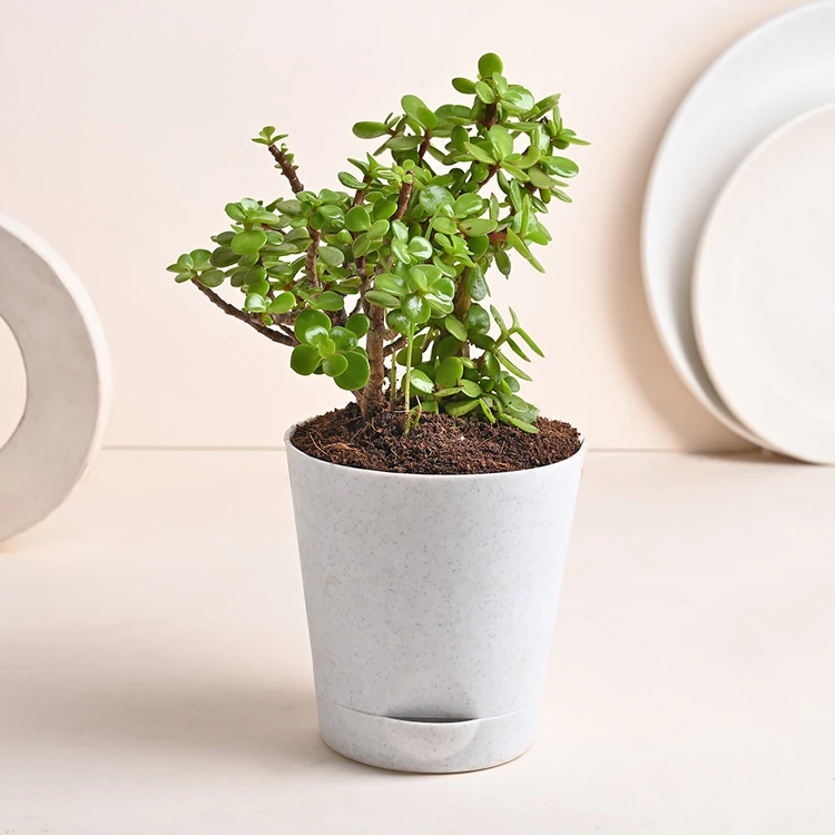 FlowerAura Live Jade Plant in Blossom White Pot