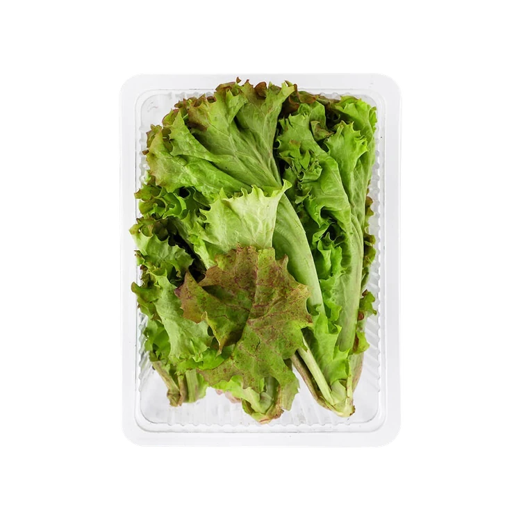 Lollo Rosso Lettuce (Red) - Hydroponically Grown (Letis Soppu)