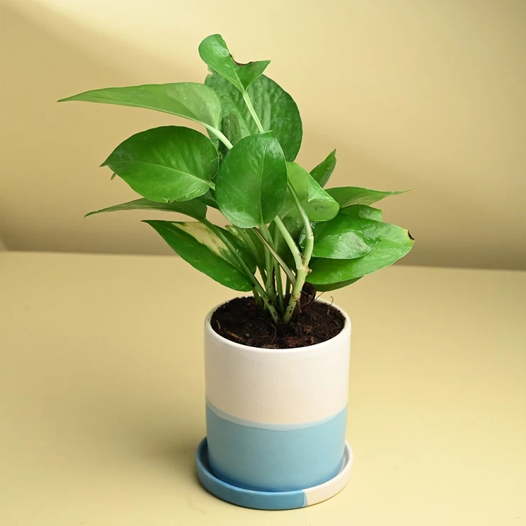 FlowerAura Money Plant In Ceramic Pot