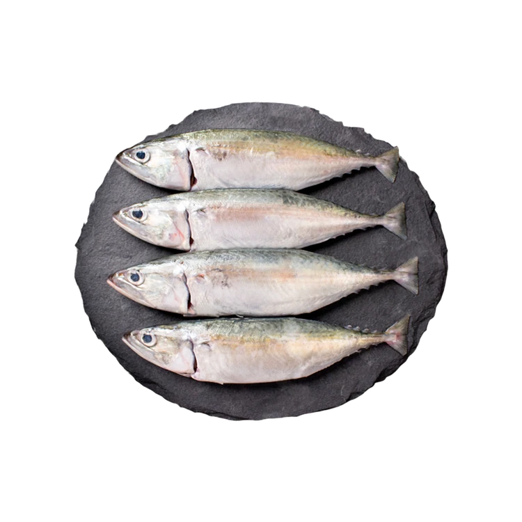 Cambay Tiger Mackerel Fish Whole Gutted(With Head)