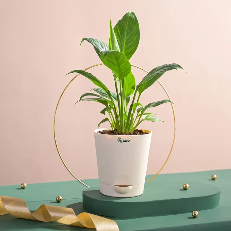 Ugaoo Peace Lily Plant In Self Watering Pot