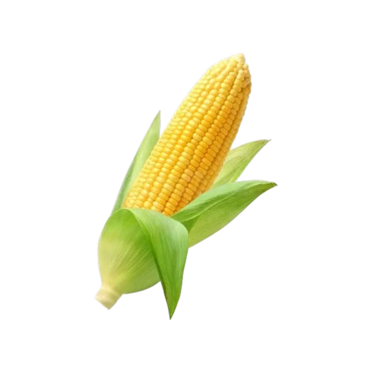 Indian Corn Cob