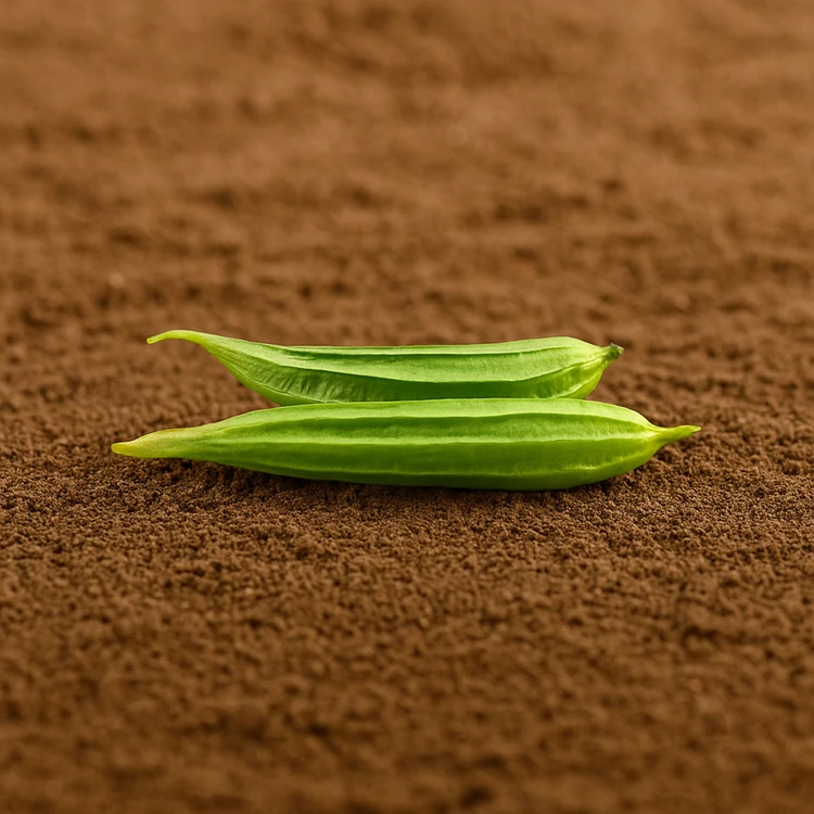 Organically Grown Ridge Gourd - (500-600) g