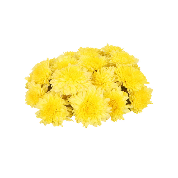 Chrysanthemum Flowers (Sevanthige Hoovu)