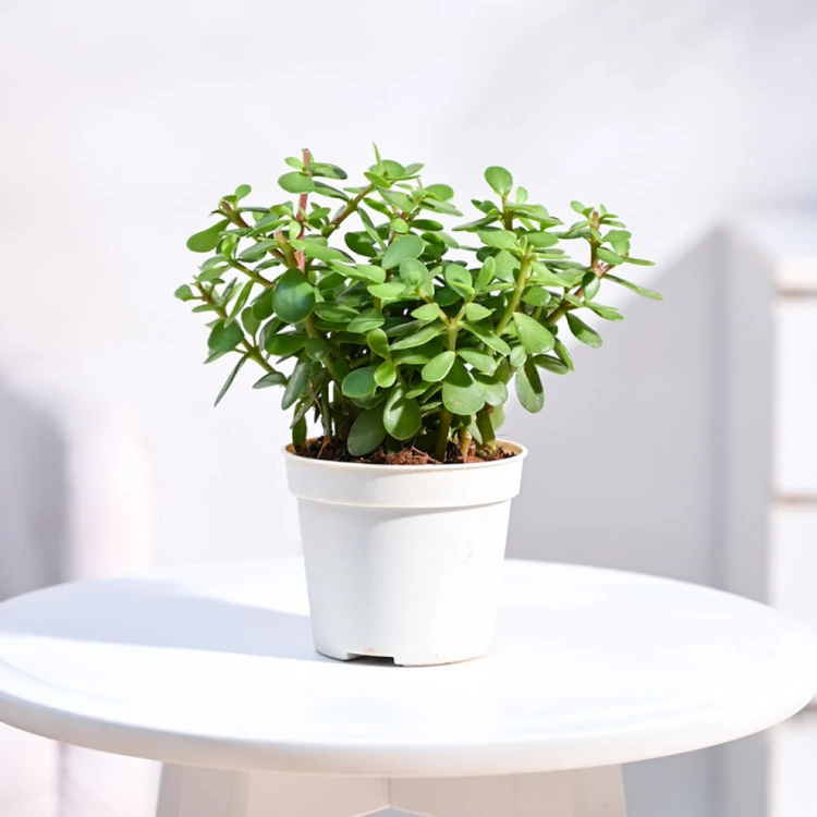 Ugaoo Jade Plant Plant with Grow Pot