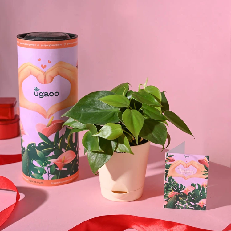 Ugaoo Green Heart Leaf Premium Plant