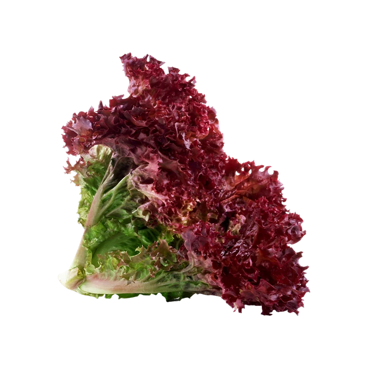 Lollo Rosso Lettuce (Letis Soppu)