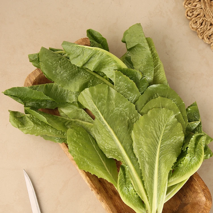 Hydroponic Lettuce Romaine - Live Plant (Letis Soppu)