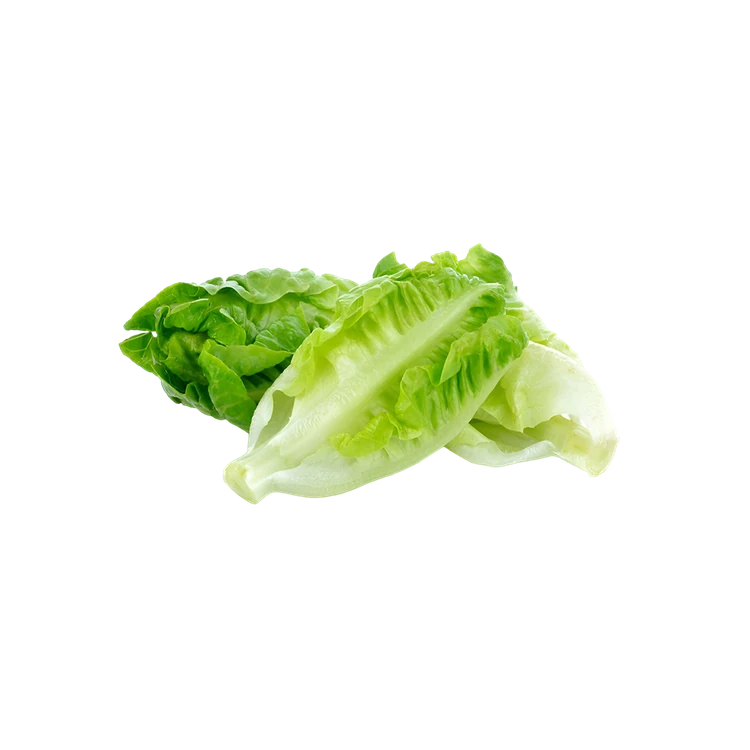 Romanian Green Lettuce Hydroponically Grown (Letis Soppu)