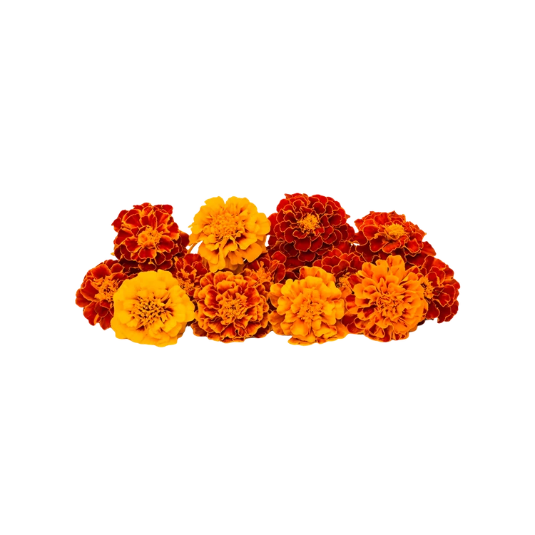 Mix Marigold (Chandu Hoovu)