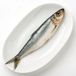 Anchovy Canned