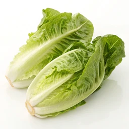 Baby Gem / Cos Lettuce