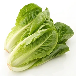 Baby Romaine Lettuce