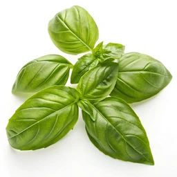 Basil, Fresh