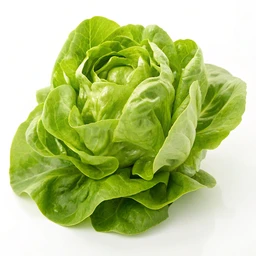Boston Lettuce