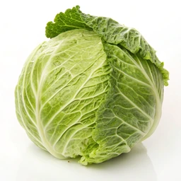 Napa cabbage