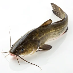 Catfish