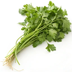Cilantro