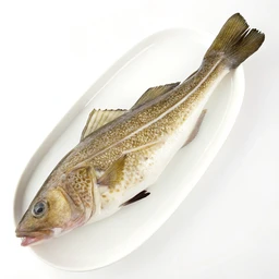 Cod Atlantic Raw