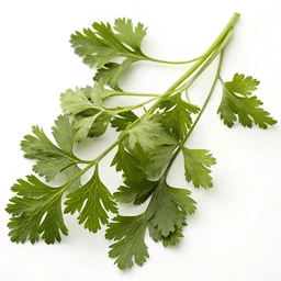 Coriander leaf, dried