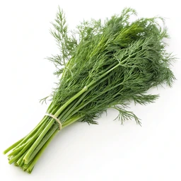 Dill Weed, Fresh