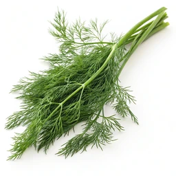 Dill pickles
