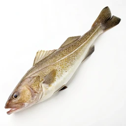 Fish Cod Atlantic Raw