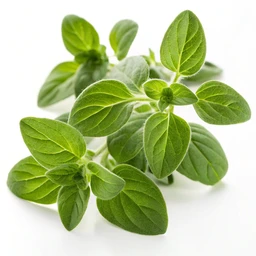 Herbs Marjoram By Melissa's
