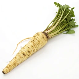 Horseradish