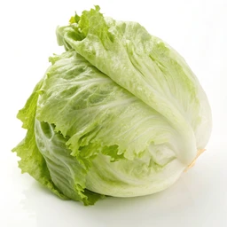 Iceberg Lettuce