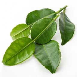 Kaffir Lime Leaves (for flavoring only)