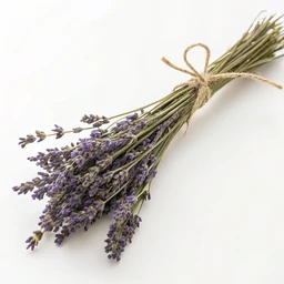 Lavender, Dried